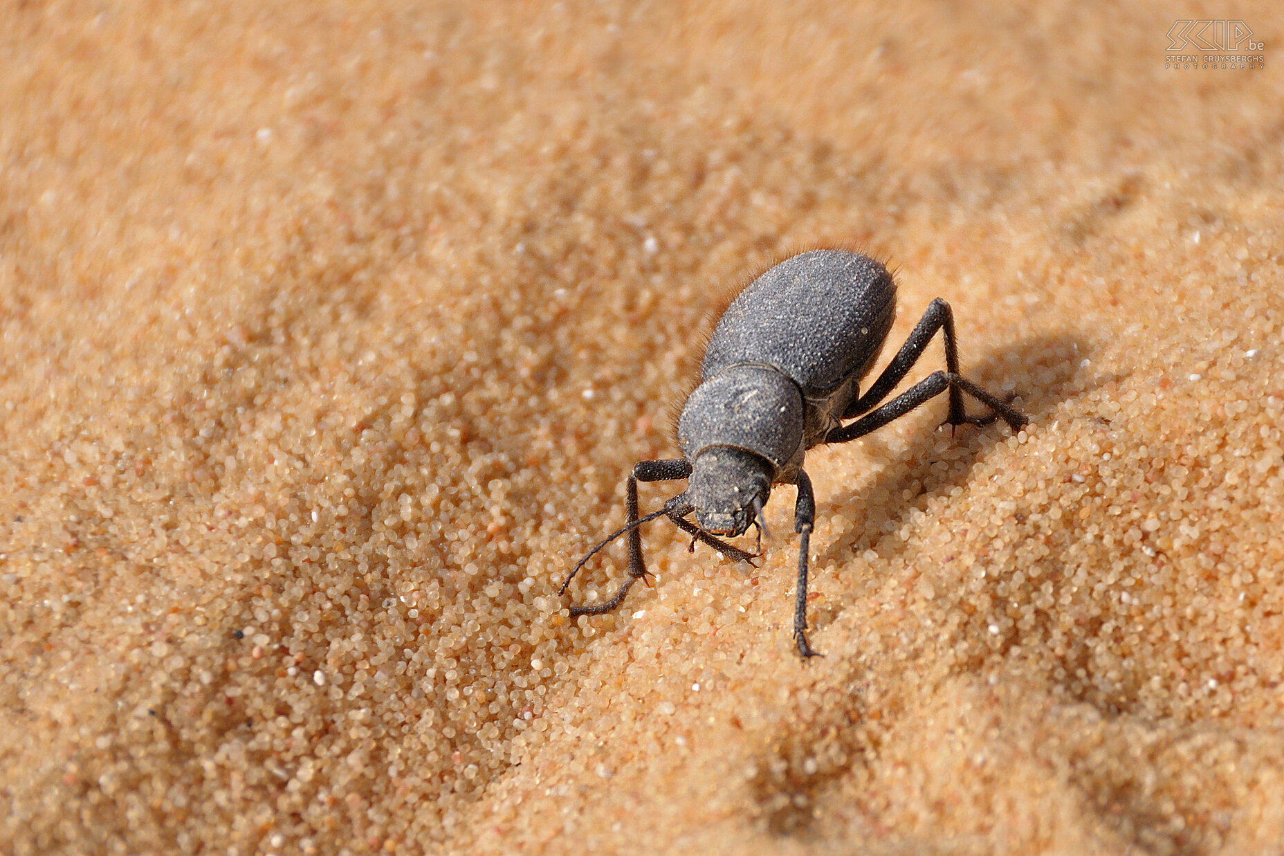 Wadi Biddendee - Beetle  Stefan Cruysberghs